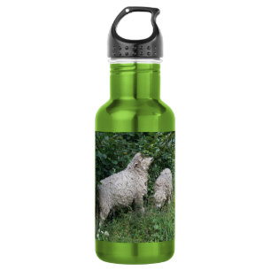 Ovelhas Geladas Deixam Garrafa De Água