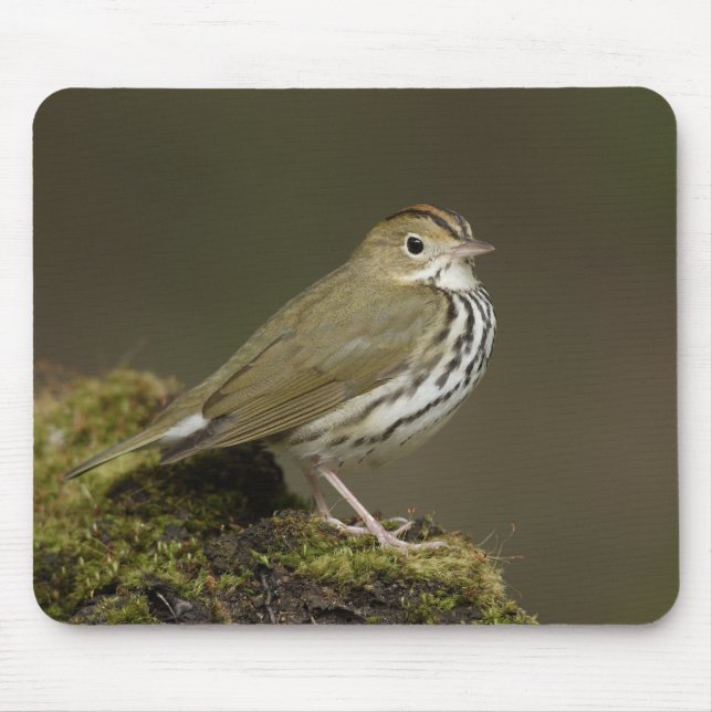 Ovenbird Mousepad (Frente)