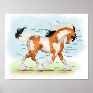 Overo Gypsy Horse Poster da Anatomia Equestre