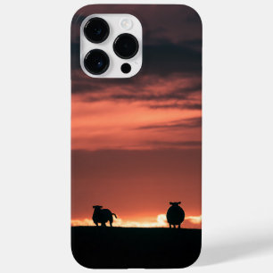 Ovino - Foto de natureza sunset