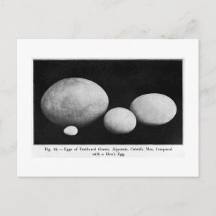Ovos de gigantes de penas, cartão postal