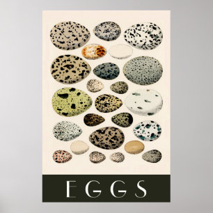 Ovos Poster