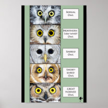 Owl Poster