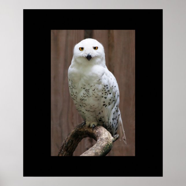 Owl Poster (Frente)