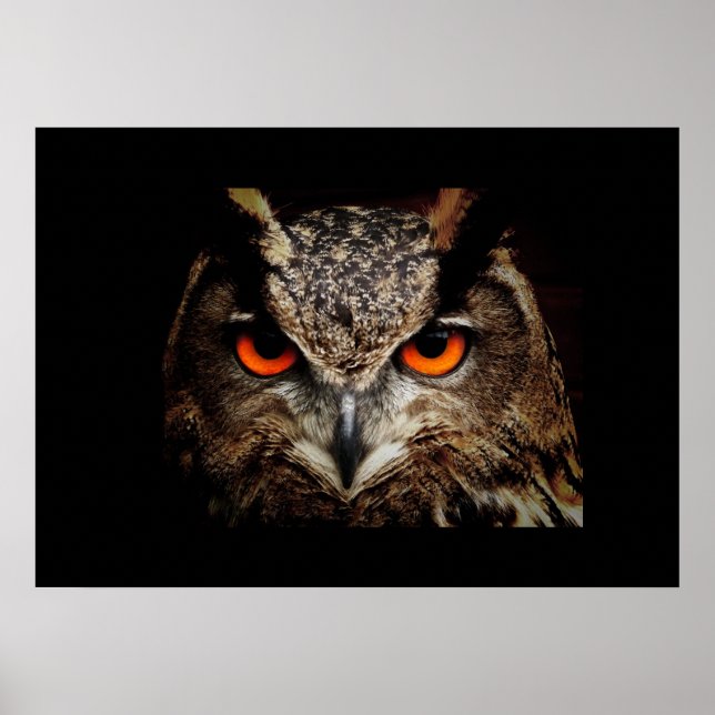 Owl Poster (Frente)