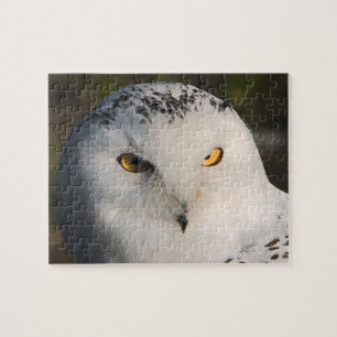 Owl Quebra-cabeça