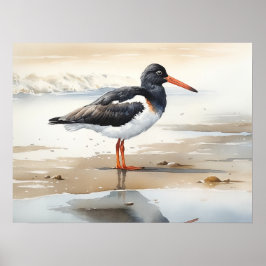 Oystercatcher Bird Art Poster