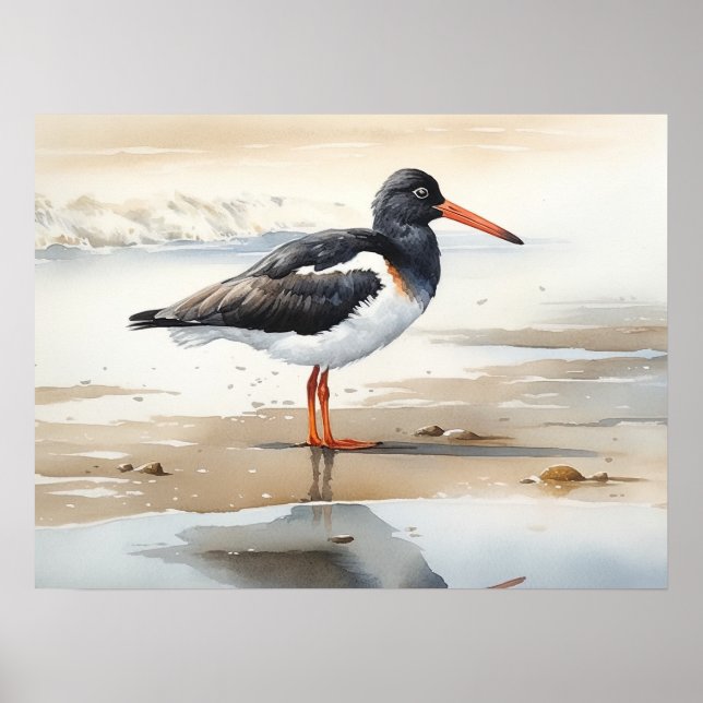 Oystercatcher Bird Art Poster (Frente)