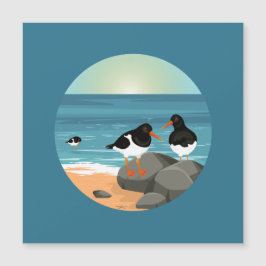 Oystercatcher na costa