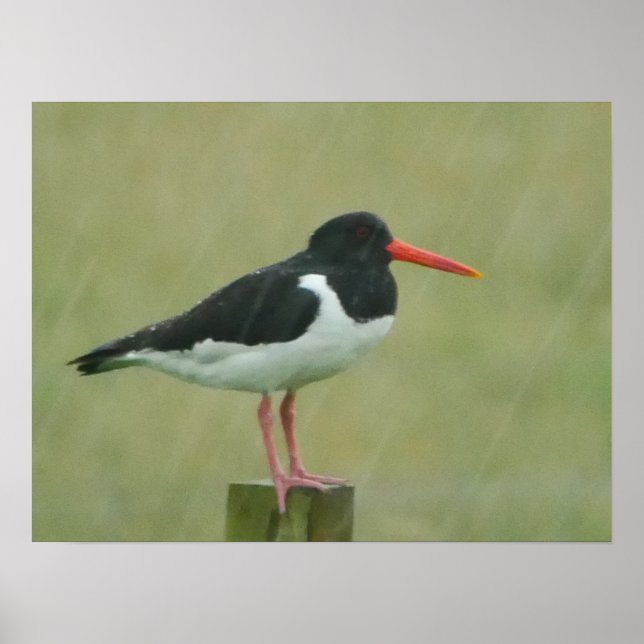 Oystercatcher Poster (Frente)