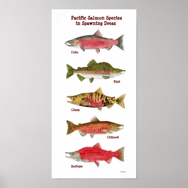 Pacific Salmon Species Art Poster (Frente)