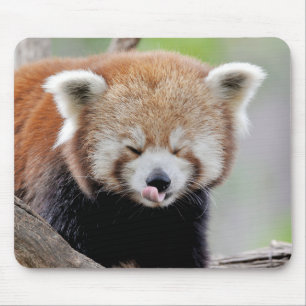 Pad do mouse Pad Red Panda, animais 0393.