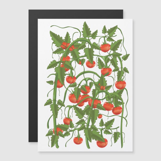 Padrão de Tomates (Frente/Verso)