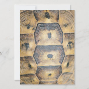 Padrão Tortoise Shell