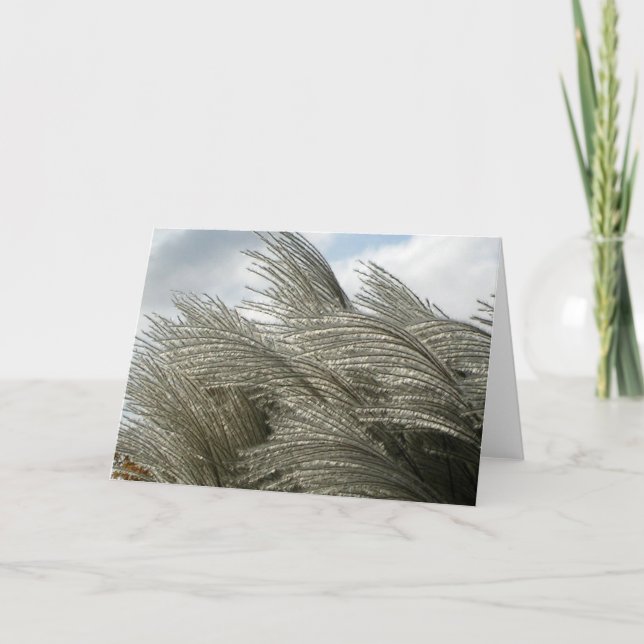 Padrões do Cartão Natureza (Frente)