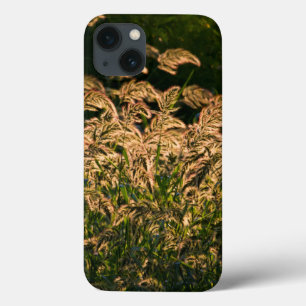 Painço Selvagem (Panicum Sp.) Crescendo em Área Úm