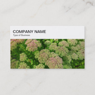 Painel superior - Cartão de visita Sedum