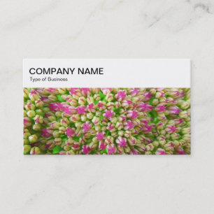 Painel superior - Cartão de visita Sedum
