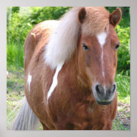 Paint Quarter Horse Impressão