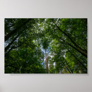 Paisagem natural Floresta da Bielorrússia Poster