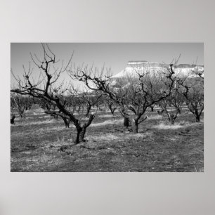 Paisagem preto e branco do primavera do poster da