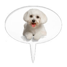 Bichon Frise Puppy