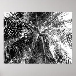 Palm Porto Rico | POSTER