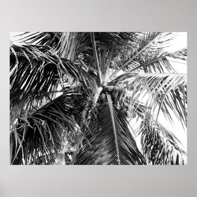 Palm Porto Rico | POSTER (Frente)