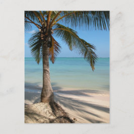 Palm Tree - Cartão postal