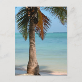 Palm Tree - Cartão postal