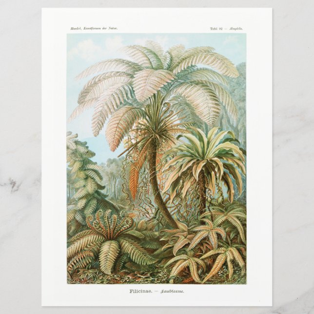 Palm Tree Ernst Haeckel (Frente)