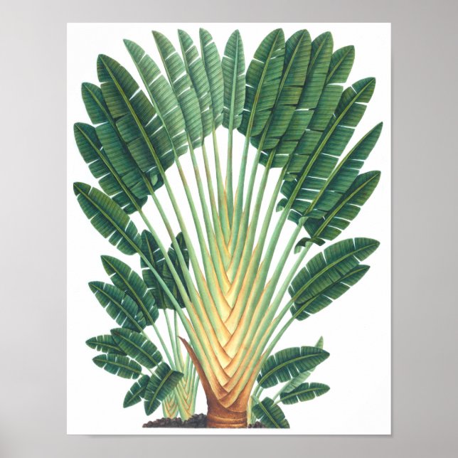 Palm Tree Tropical Plant Poster #1 Beach Decor (Frente)