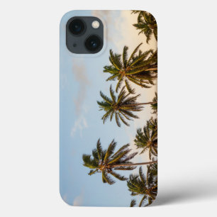 palm trees