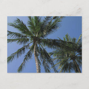 Palm Trees no Cartão Postal