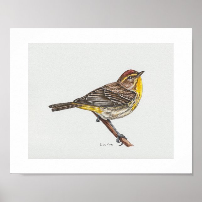 Palm Warbler Art Impressão (Frente)