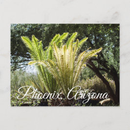 Palmas retroiluminadas Phoenix, cartão postal de A