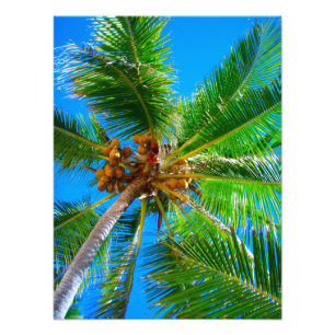 Palmeira Vanuatu do coco da foto  
