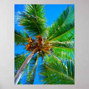 Palmeira Vanuatu do poster (18" x 24")