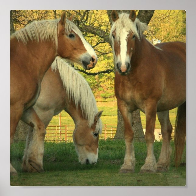 Palomino Draft Horses Poster (Frente)