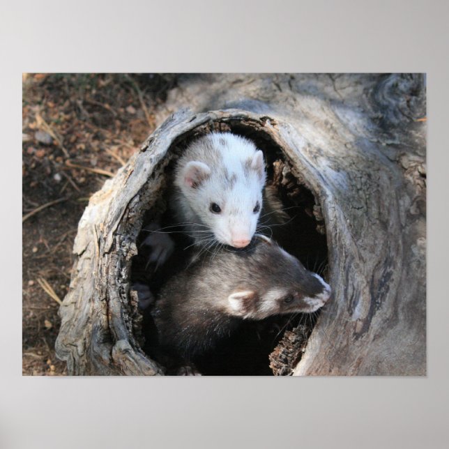 Pals Impressão (Frente)