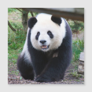 Panda_20190301_by_JAMFoto