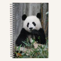Panda branca