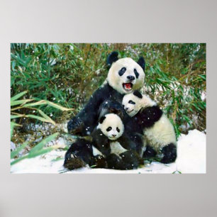 Panda cubs poster