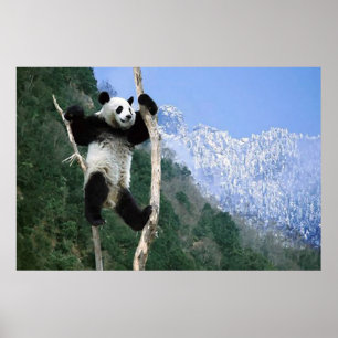 Panda em um poster da árvore