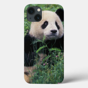 Panda gigante na grama, Vale de Wolong, Sichuan