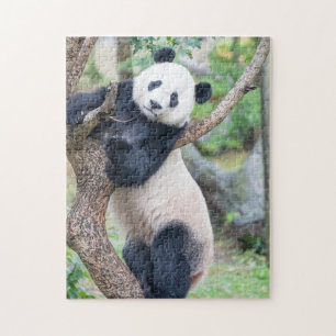 Panda Gigante Saindo Em Uma Quebra-cabeça De Árvor