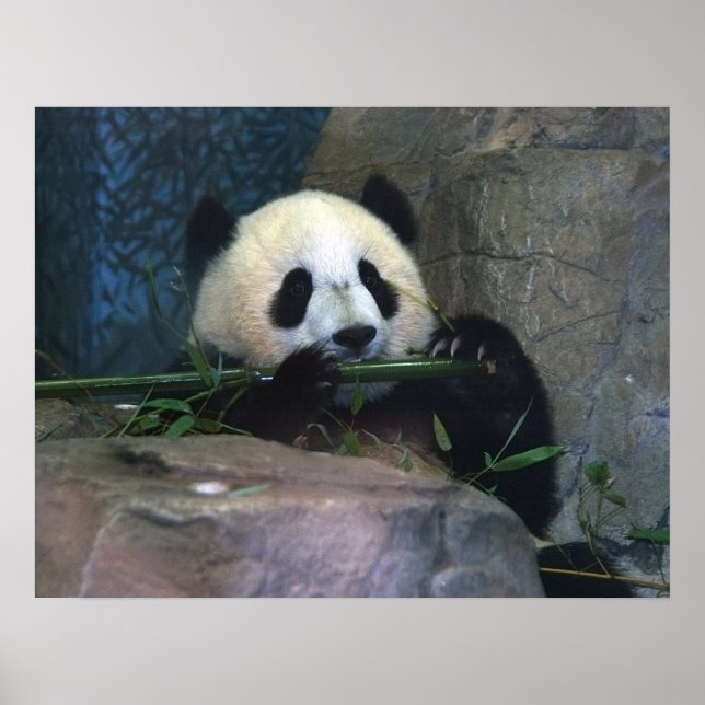 Panda Poster (Frente)