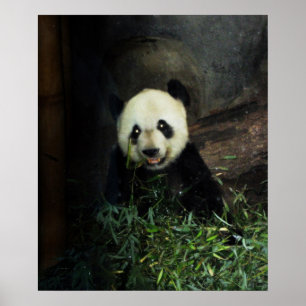 Panda Poster / Impressão