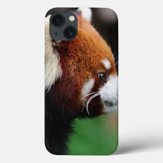 Panda vermelha (Verso)