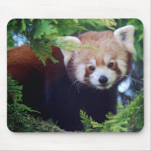 Panda vermelha Mousepad